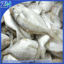 Raw materials frozen butterfish chinese pomfret